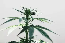 物质和精神哪个更重要？我们分开来剖析，希望有共鸣图片