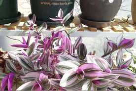 养油画婚礼吊兰，记住“2勤、1少”，容易爆盆、叶子像“油画”图片