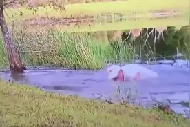 国外一老大爷嘴刁雪茄，从鳄鱼口中救下小狗图片