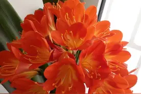 秋季别忘给君子兰换一次盆，养得越来越好，叶绿花美图片