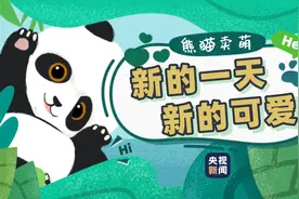 大熊猫认真卖萌是什么样子？图片