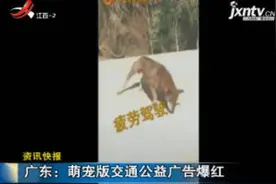 广东：萌宠版交通公益广告爆红视频封面