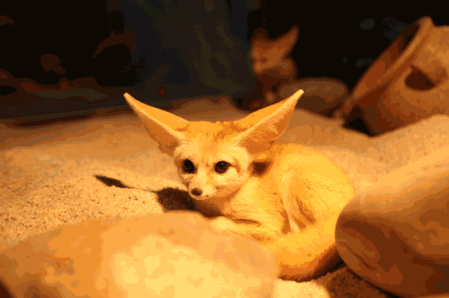 4500㎡巨型室内动物园惊现大石坝，3600只萌宠等你来撩！