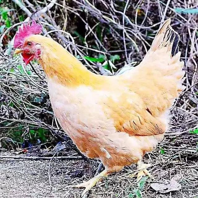 花胶椰子煲鸡 2026年花胶椰子煲鸡汤的功效