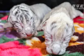 罕见！山东荣成一动物园白虎产下珍稀雪虎视频封面
