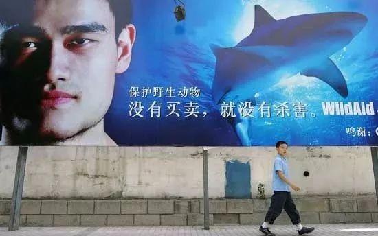 墨西哥花胶的功效 2026年墨西哥花胶的功效与禁忌