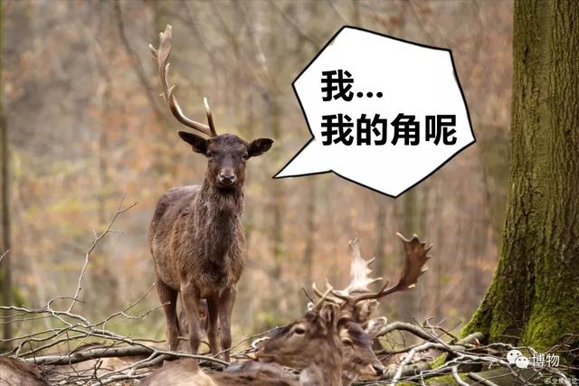 鹿角化石怎么盘