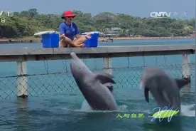 只需一个手势，海豚竟会自创动作？来看看它们的表现视频封面