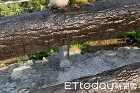 只给男生摸！鹦鹉见女伸手慌张闪躲图片