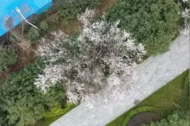 航拍武大：校园空无一人，樱花已悄悄绽放视频封面