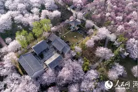 河南鄢陵：樱花缤纷醉游人图片