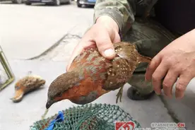 非法诱捕竹鸡 溆浦一男子被抓现行图片