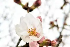 海大樱花开了！来，云赏花，美景走一波图片