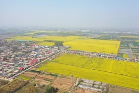 河南安阳：油菜花开满地金图片