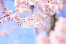 颜值圈粉！这些零食都刷了上樱花色，补偿性消费走一波？图片