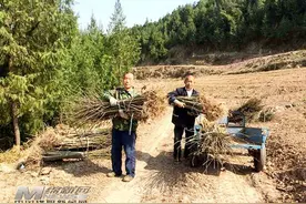 大兴回族乡金垭村：种下山桐子 推开“致富门”图片