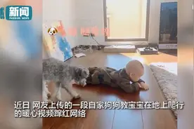 狗狗看宝宝不会爬很着急亲自示范教爬行，认真教学的模样笑爆网友图片