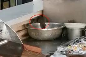 三甲医院餐厅惊现老鼠，学猫叫都吓不跑，官方回应：停业整顿图片