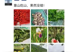 一口爆浆，这种山间美味在磐安人的朋友圈刷屏了图片
