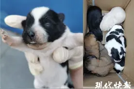 市民报警有恶犬出没，民警出动带回六只小奶狗图片