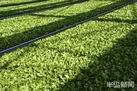青岛一海归农村创业：“农业工业化”一个叶芽可生一片森林图片