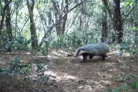 鲁迅笔下的“猹”现真身，在他的文章里还有这些动物图片