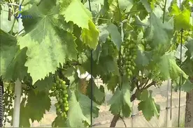 葡萄开花 月底上市视频封面