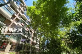 绿道上的树遮住居民楼采光 西湖城管：将尽快修剪图片