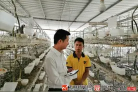 壮观，两万只鸽子“咕咕”叫不停！博白青年返乡创业，“鸽”显神通……图片