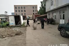 流浪狗带着家养狗咬死邻家鸡！咋赔钱？济南这两家人吵起来了图片