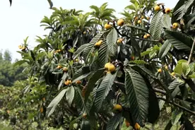 鲜甜的枇杷上市啦！怎么选？图片