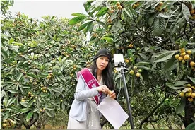 从一颗枇杷看乡村振兴的塘栖“解法”图片