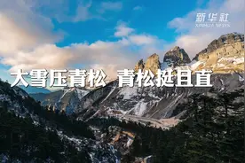大雪压青松 青松挺且直视频封面