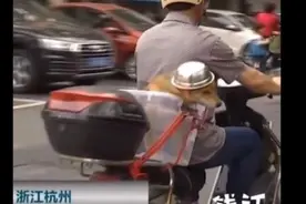 杭州一大爷骑摩托车给狗戴上头盔，大爷称：不戴头盔要罚款了图片