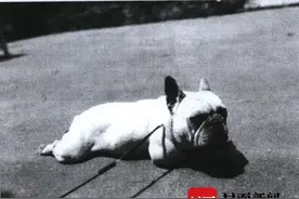 纯种法斗犬独自“打”网约车身亡，狗主人起诉司机和平台图片