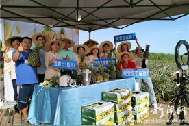 大学生直播助农为特色凤梨“带货”图片