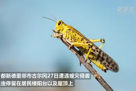 蝗虫侵袭邻城　新德里高度警惕视频封面