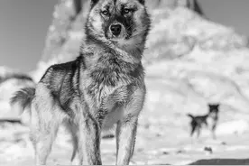 至少在9500年前，人类就使用雪橇犬在北极地区长途运输物资图片