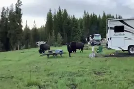 美国黄石公园72岁妇女试图接近野牛拍照被顶飞图片