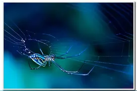 “色诱”一组蜘蛛微距图片