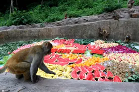 河南济源：野生猕猴吃上“冰镇蟠桃盛宴”图片