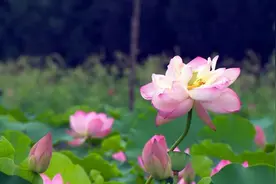 不是吧，还有人不知道这处赏荷宝地？周六还有一场“大战”等你嗨翻图片