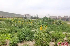 兰州高新区设“劳动课程”教育 实地科学体验贯穿教程图片