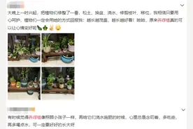 养绿植啦！这些植物不仅自带“喜气”，还非常好“养活”图片