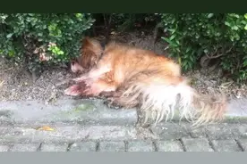 上海警方处置首例遗弃犬案：老伯弃养18岁老年犬被罚500元图片