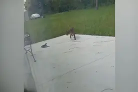 美国男子在后院拍到小鳄鱼跟山猫搏斗 几个回合就一命呜呼图片