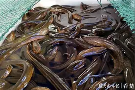 可以“岔”着吃了！汉产鳝鱼集中上市，身价同比最高降了四成图片