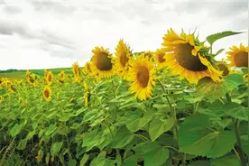 不是所有向日葵都向阳，你知道为什么吗图片