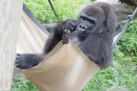 美国路易斯安那州动物园怀孕濒危西部低地大猩猩将分娩 呼吁好心人捐所需物资图片