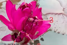 罕见！广州莲花山首次发现四蒂莲，花朵酷似燃烧的火焰图片